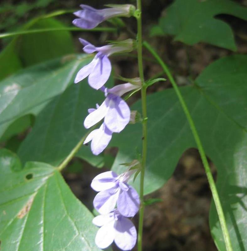 We saw lots of Blue Lobelia along the trail.
