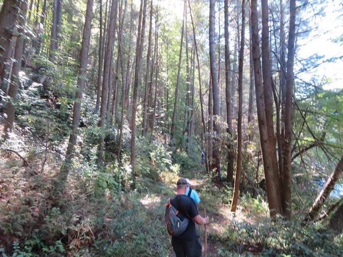 Headed back through the tall pines along the river.