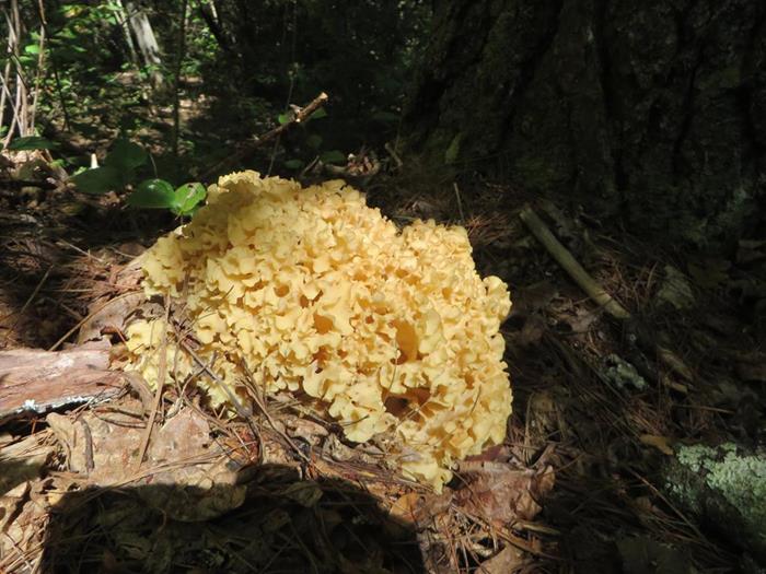 Fungus of the week!