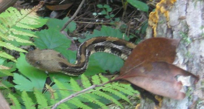 Snake of the week! Canebreak Rattlesnake