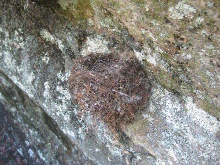 Bird nest on a rock ledge.