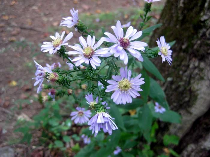 Blue Wood Aster