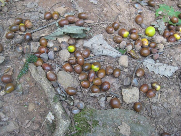 Signs of the season - lots of acorns on the trail.