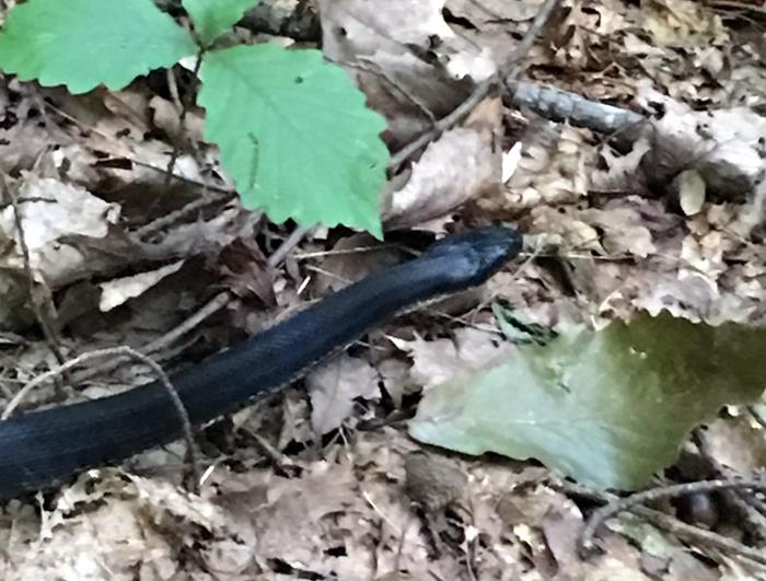 A pretty Black Rat Snake