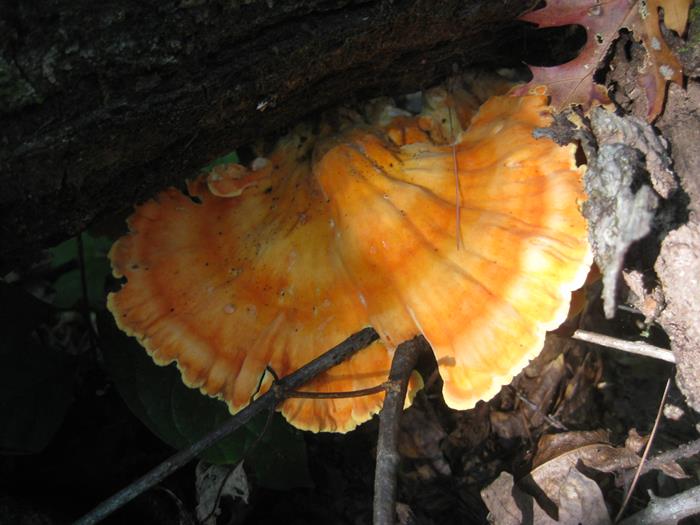 Mushroom of the week! "Chicken of the Woods"