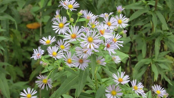 This is Aster season and we saw many varieties.