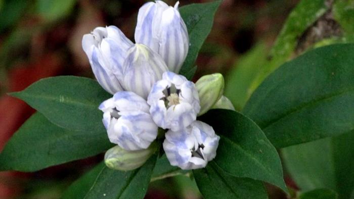 Wildflower - Showy Gentian
