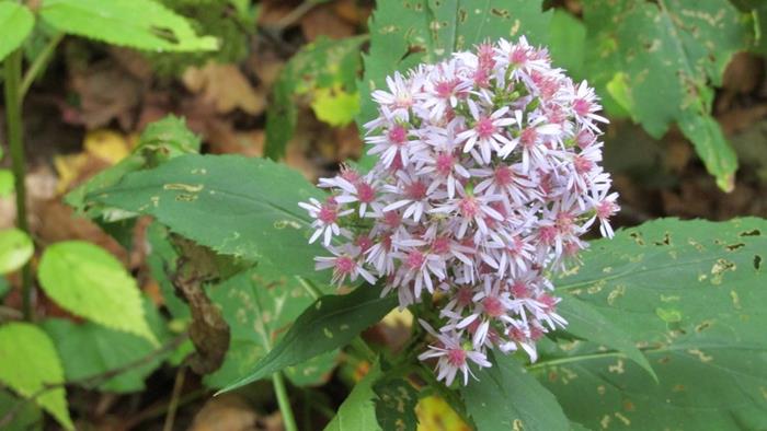 Lots of Asters today.