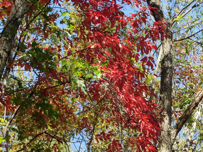 Lots of autumn colors are begining to show.