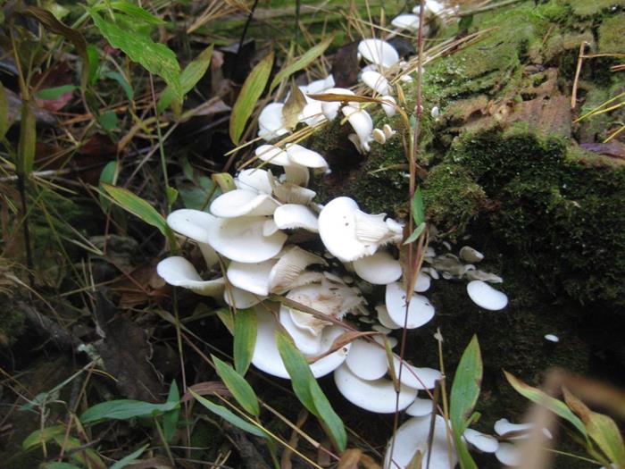 Fungi of the week!