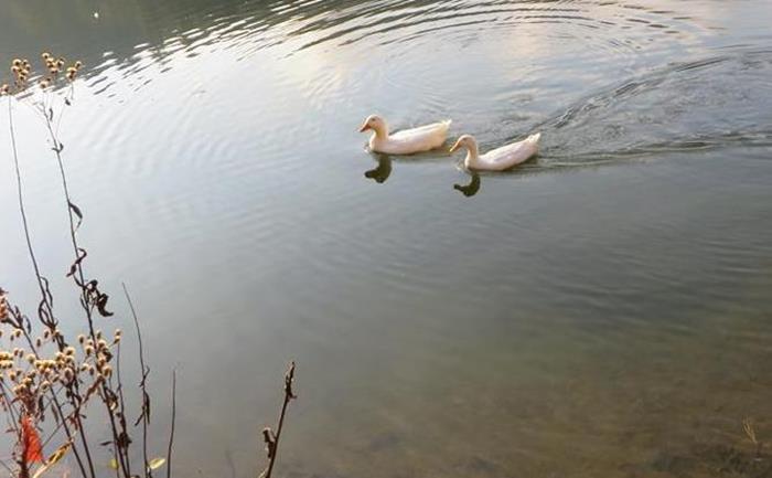 Aflac Ducks!