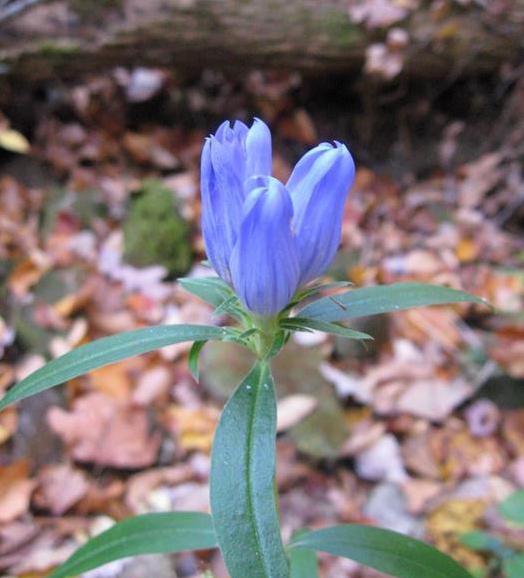 Beautiful Showy Gentian (Gentiana decora)