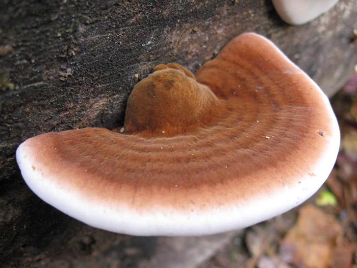 Mushroom of the Week!