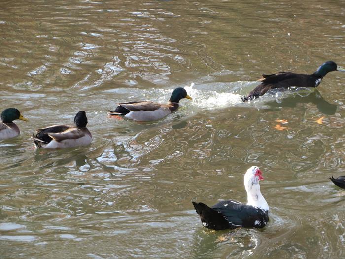 A group of Mallard and hybrid ducks greet us.