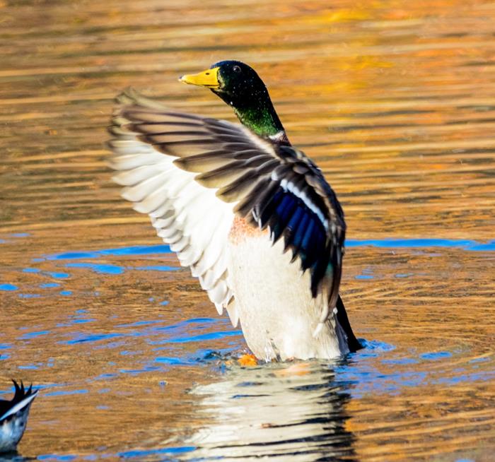 Mallard Duck rising!