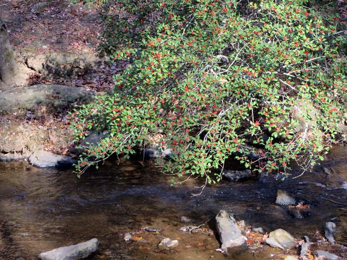 An American Holly loaded with berries leaning over the creek.