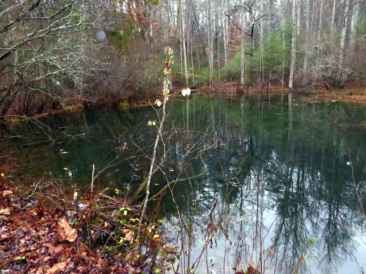 Reflections on this beautiful pond