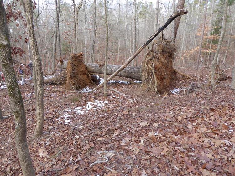 There were quite a few large trees down but none obstructed the trail.