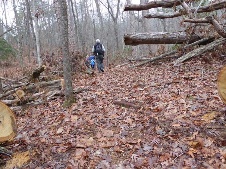 The trail is in good shape with several downed trees cleared off of the path.