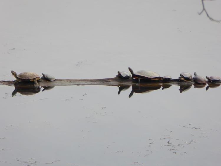We saw lots of Turtles resting on logs on Nancytown Lake.