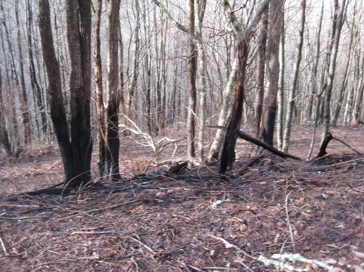 We see signs of the massive forest fires that we had back in November / December.