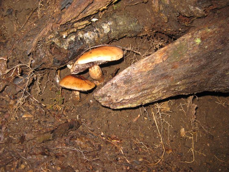 Mushrooms of the week! Looks like they are being eaten by a creature!