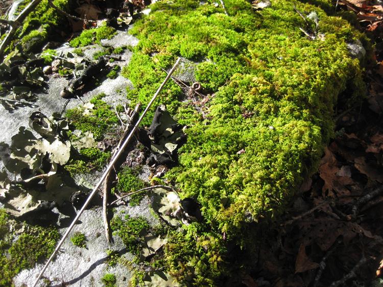 The simple beauty of a rock covered in moss and lichen.