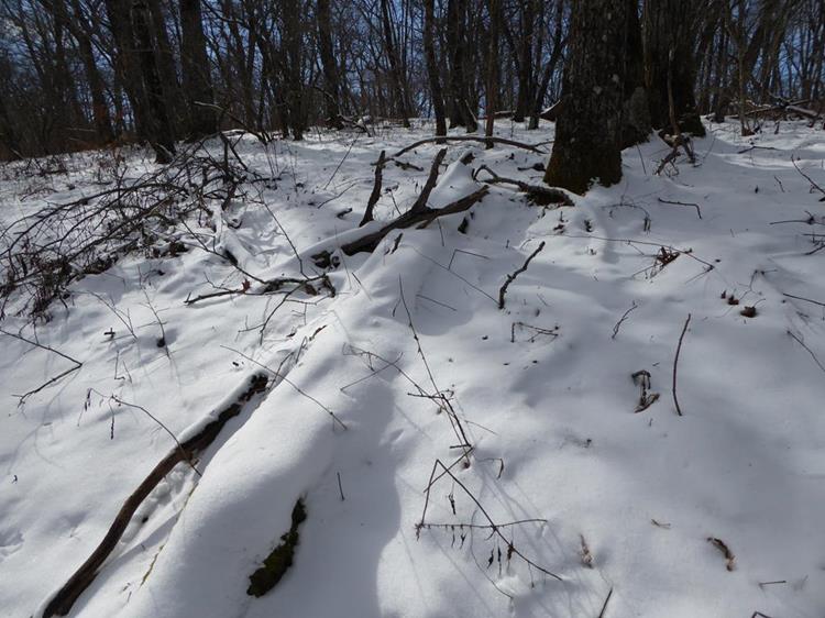 The woods were beautiful with a thick blanket of soft snow on the north slopes.