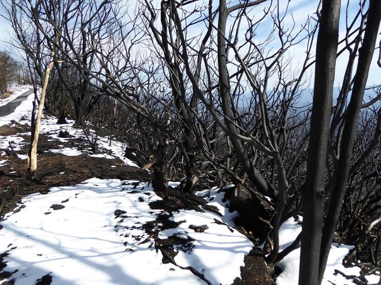 These are beyond recovery and many of the larger trees have already been cut and removed.