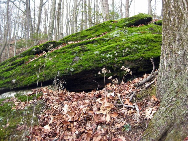 As you get closer to the summit, you pass lots of boulders and rock ledges covered with bright green moss.