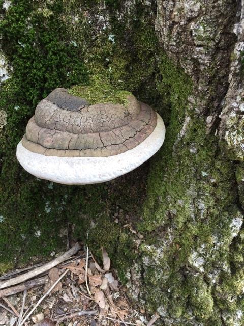 Mushroom of the week!