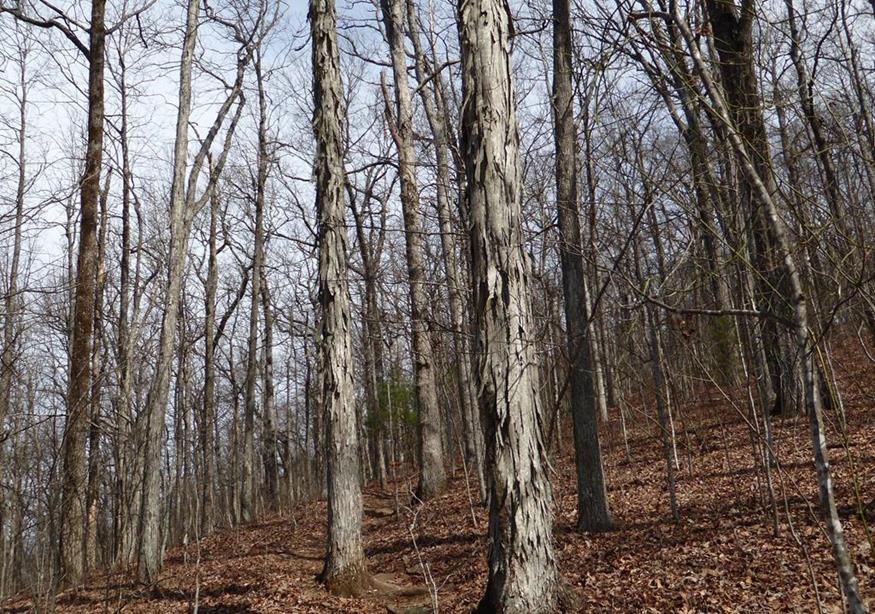 Shagbark Hickory Trees at Hightower Gap!