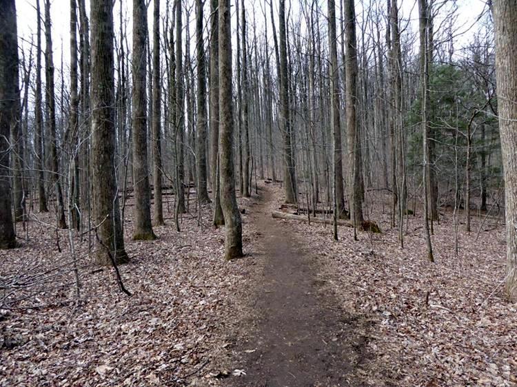Tall straight trees and a well traveled path.