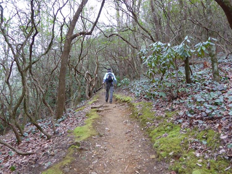 Leaving Indian Grave Gap, the trail passes through lots of Mountain Laurel and Rhododendron with beautiful twisted trunks..