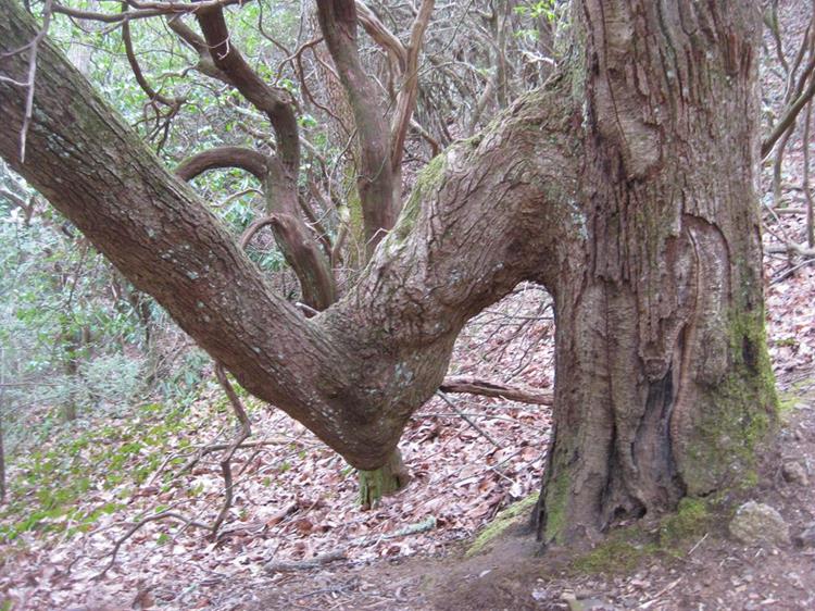 We pass by this old tree that looks like an old Indian trail marker tree.