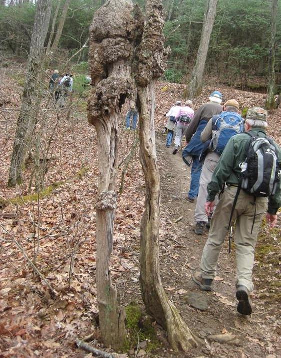 We have passed this old tree trunk for many years. Happy to see that it still stands!