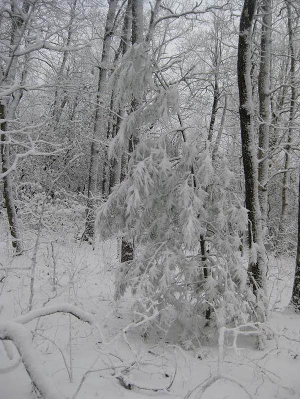 More winter scenes!