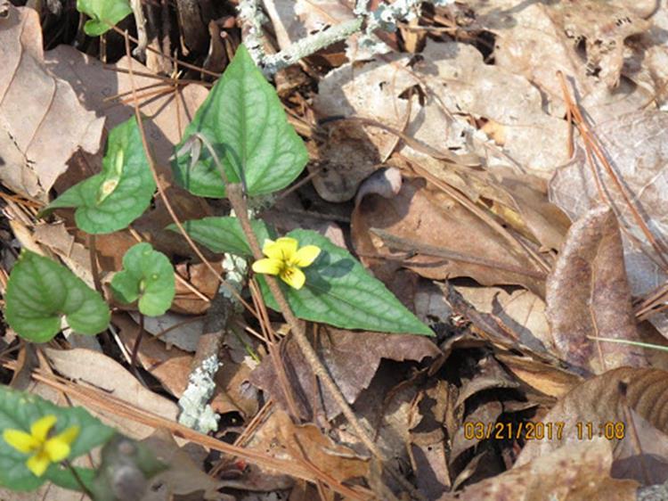 From snow last week to wildflowers this week! Halberd-Leaf Violet