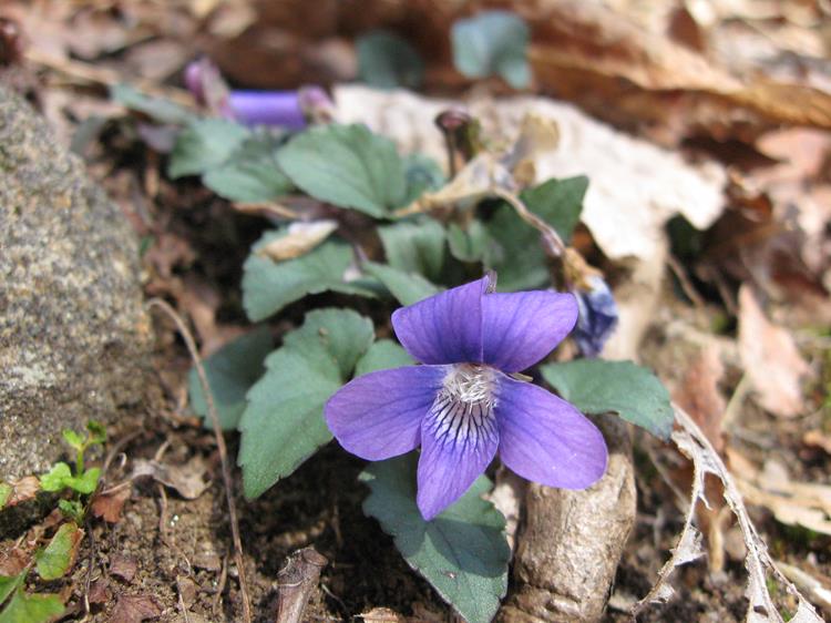 Blue Violet