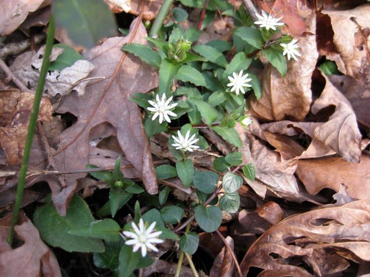Star Chickweed