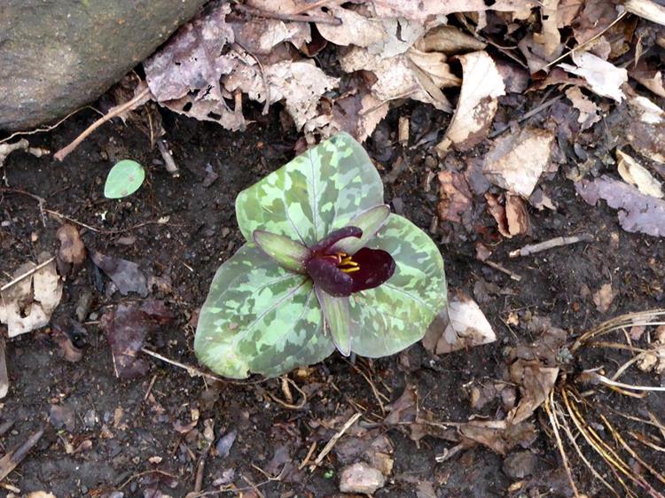 Wildflower season has just begun! Red Toadshade Trillium