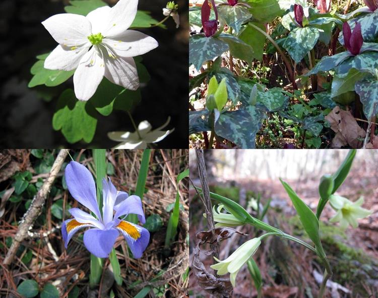 Wildflower Season is here! 18 species spotted today! Here are 5 - (top left then clockwise) Rue Anemone, Red and Yellow Toadshade Trillium, Small Bellwort, Dwarf Iris Verna.