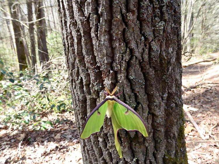 Big green Luna Moth!