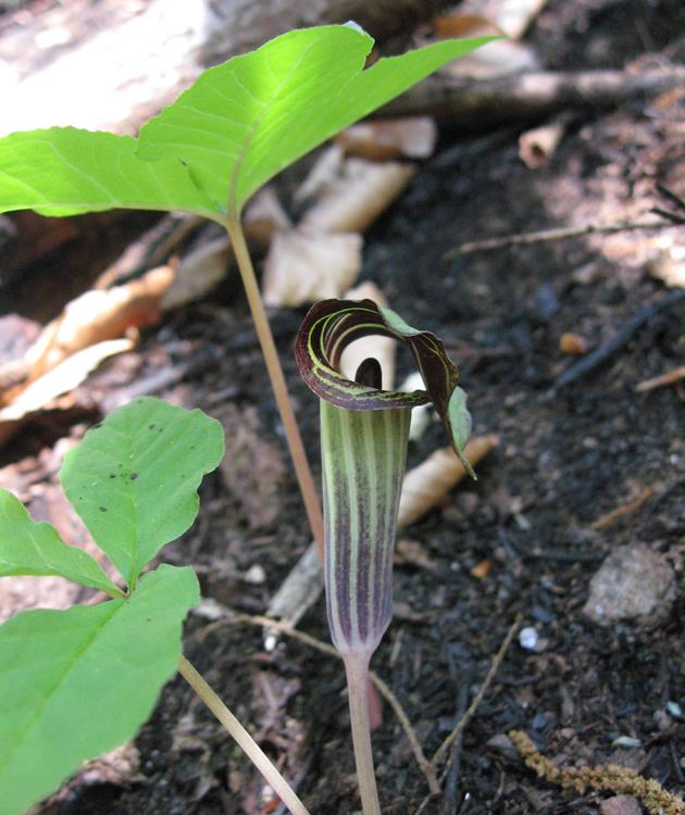 Lots of wildflowers today! Jack-in-the-Pulpit