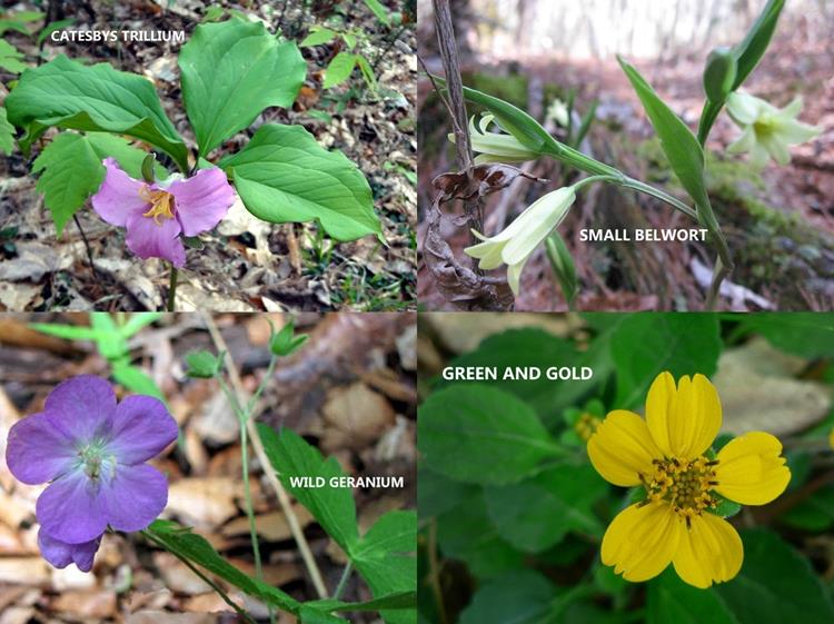 MORE WILDFLOWERS