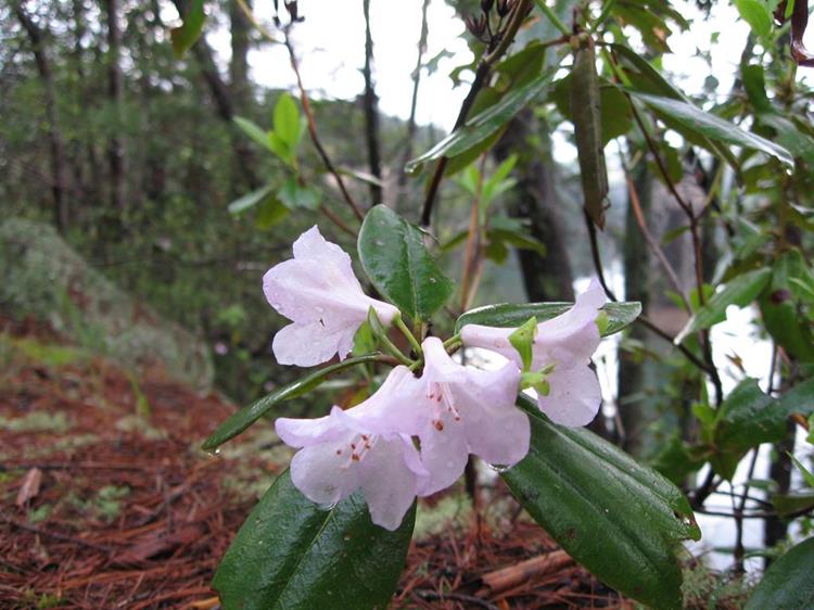 Along the lakeside, the Carolina Rhododendrons (Rhododendron minus)were starting to bloom.