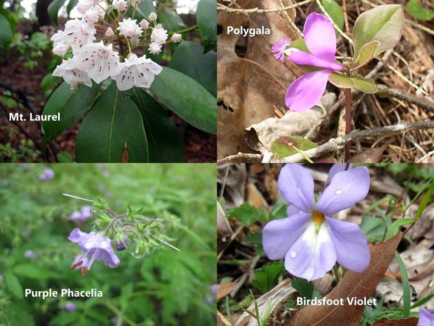 Some of today's wildflowers!