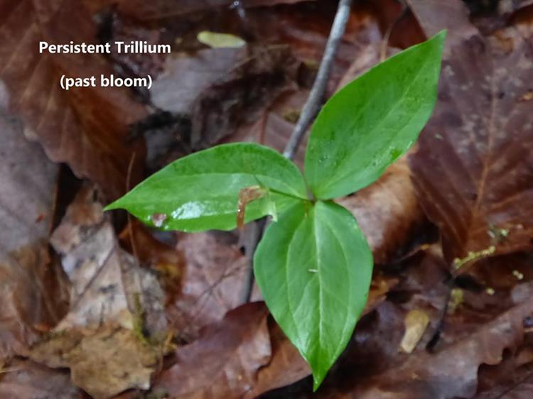 The rare and endangered Persistent Trillium (with faded bloom) These are only found in the Tallulah Gorge corridor.