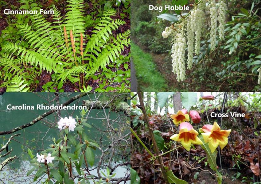 More of today's wildflowers! see all in the photos at the bottom of the report.