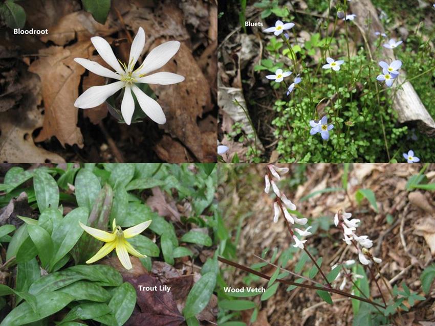More of today's wildflowers